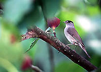 oiseau